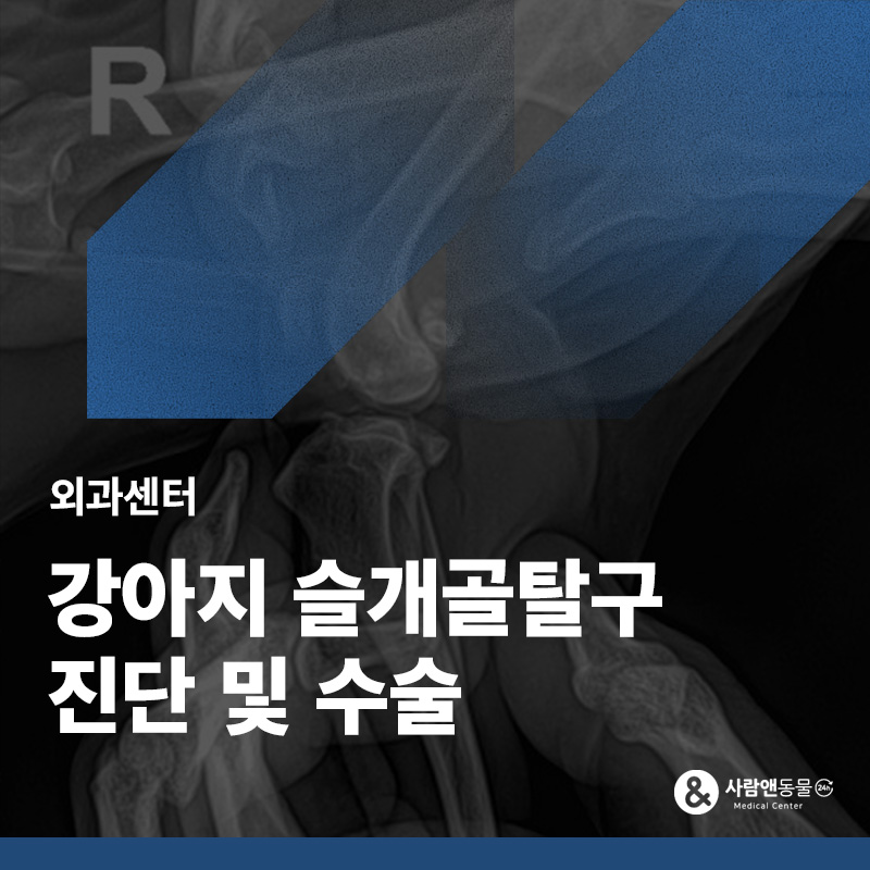 갑자기 뒷다리를 절어요, 슬개골탈구와 십자인대 손상까지 교정한 강아지 슬개골 탈구 수술 사례