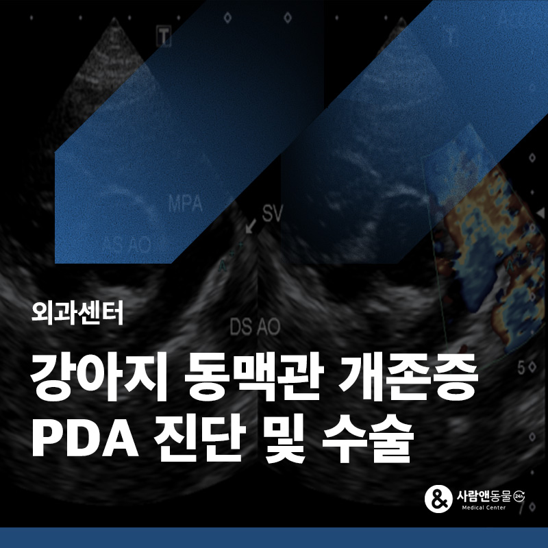 강아지 심장에서 잡음이 들린다면? 강아지 선천성 심장질환 PDA 수술 사례