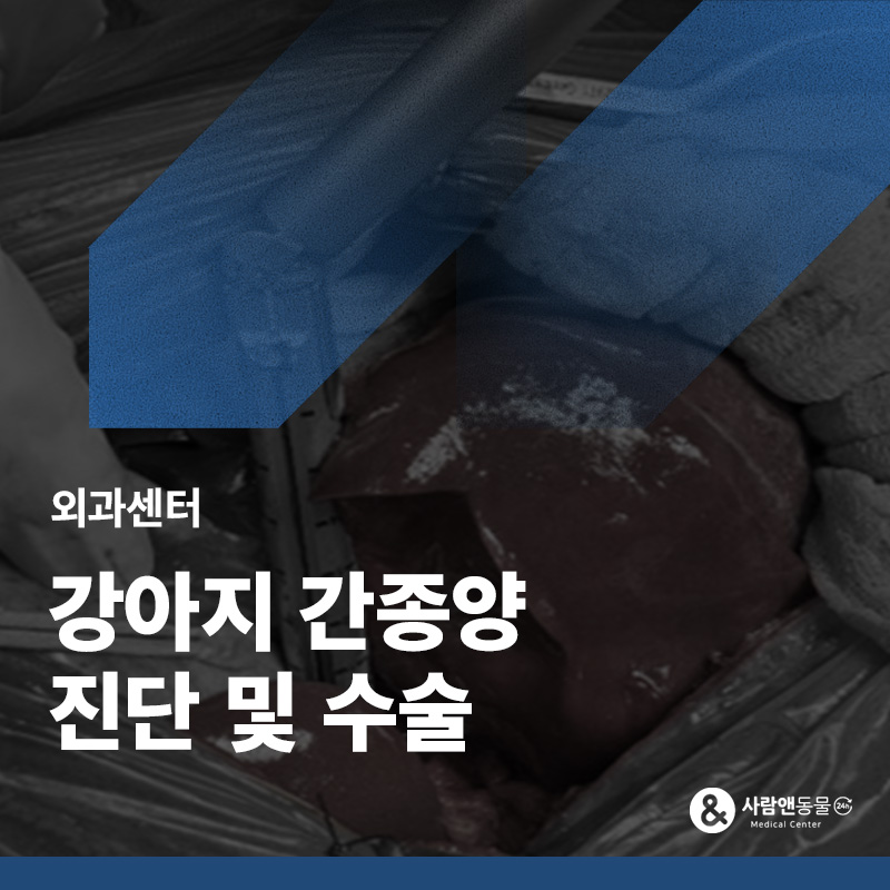 강아지 건강검진 중 발견된 간 종괴, 무조건 악성 종양일까요? 강아지 간종양 진단 및 간엽 절제 수술 사례