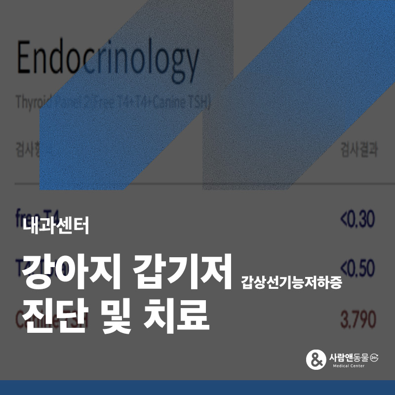 [갑상선기능저하증] 반복되는 피부 문제와 원인 모를 무기력함, 강아지 갑상선 기능 저하증일 수 있습니다