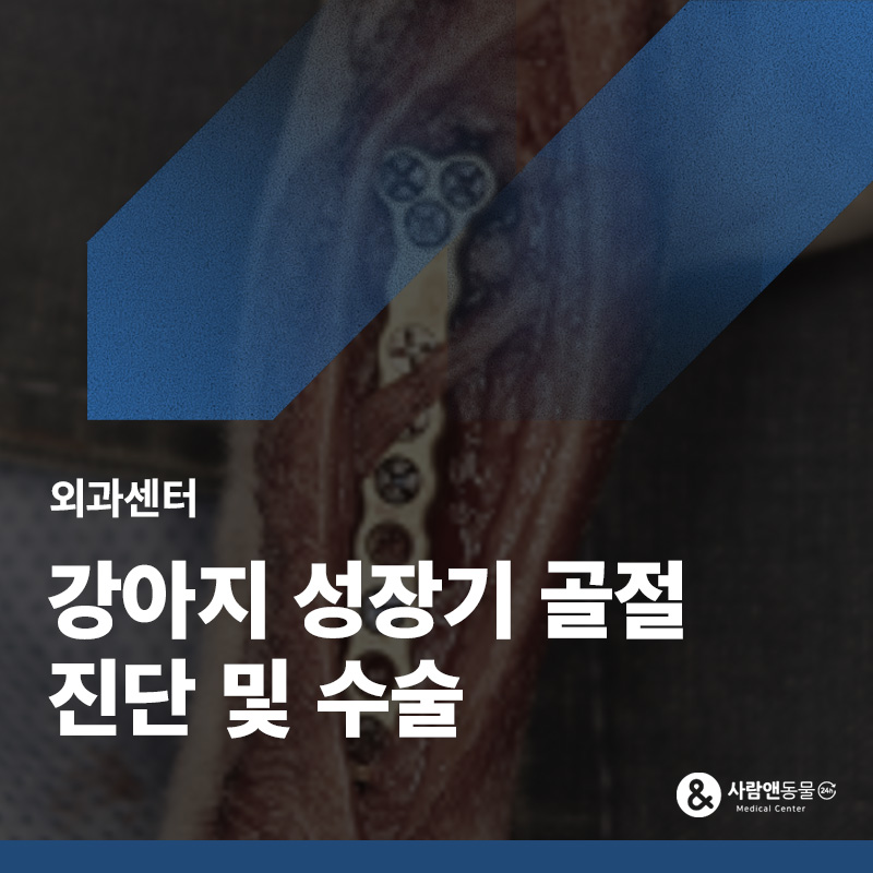 앞다리에 이어 뒷다리까지, 강아지 성장기 골절 2회 수술 사례