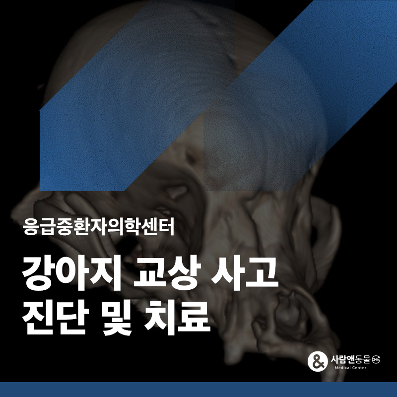 동거견에게 물렸어요, 강아지 교상 두개골 골절(전치골·코뼈·상악골) 치료 사례