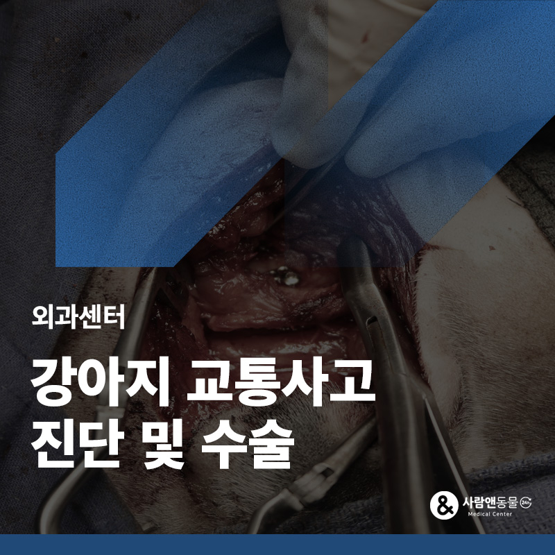 강아지 교통사고 후 다리를 절뚝거린다면? 천장골절 탈구와 골반 골절 수술적 교정 사례