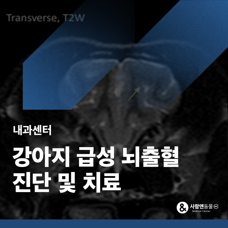 강아지가 갑자기 마비 증상을 보인다면? 급성 뇌출혈 치료 사례