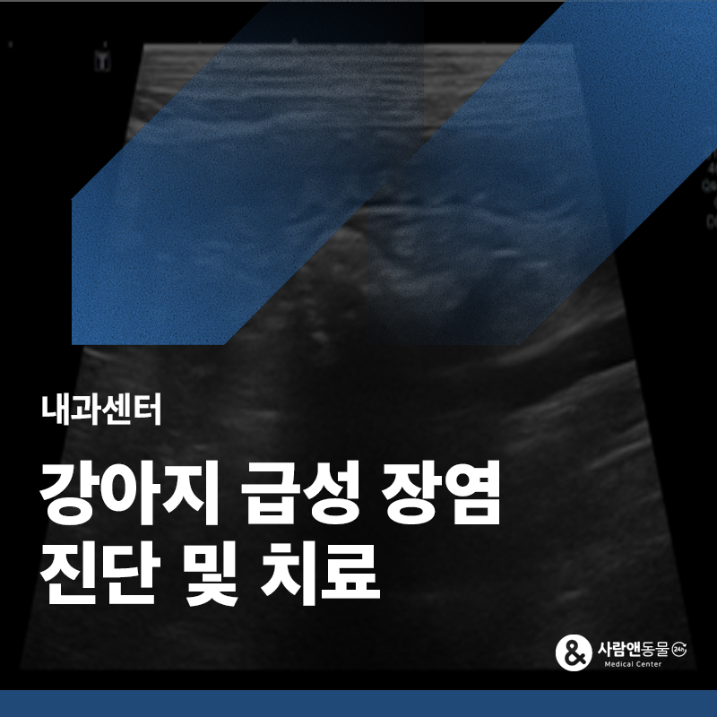 애견카페 화식 먹고 구토했어요, 강아지 3마리 장염 동시 치료 사례