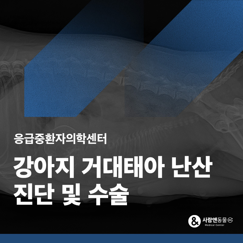 양수는 터졌는데 분만이 안돼요,  강아지 거대 태아 난산 응급 제왕절개 사례
