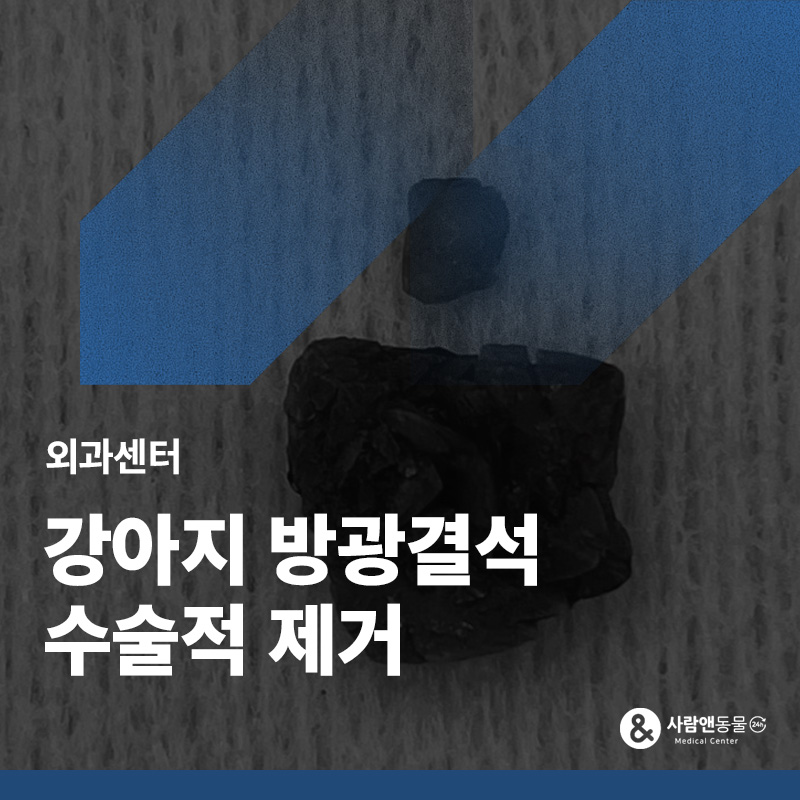 [강아지 방광결석] 지속적인 혈뇨와 빈뇨를 보인다면? 강아지 방광결석 원인 및 수술적 치료법