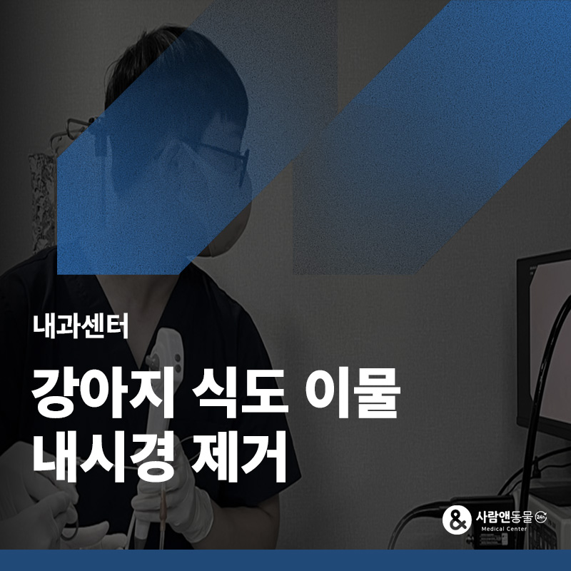 [이물섭취] 아이가 갑자기 켁켁거리고 배가 부풀어 오른다면? 강아지 이물 섭취 급성 대응과 내시경 치료