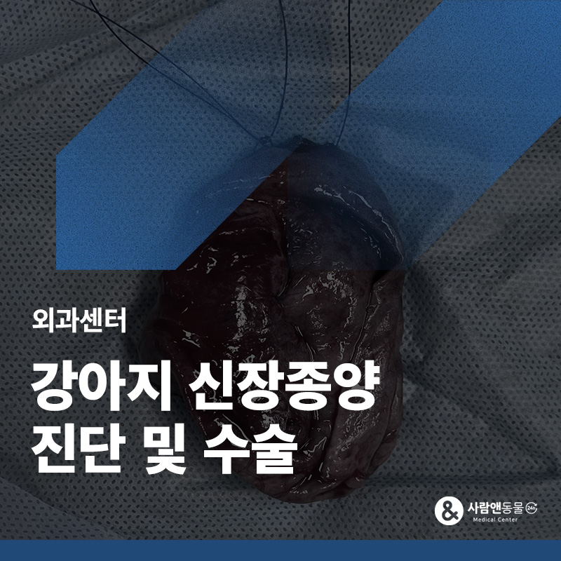 [강아지 종양] 복부 초음파 중 발견된 복강 내 종괴, 신장 종양 진단과 절제 수술 사례