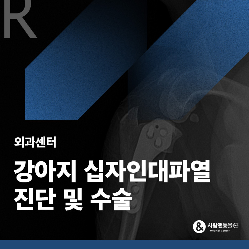 강아지 십자인대 파열 증상과 TPLO 수술, 침대에서 뛰어내린 후 다리를 전다면?