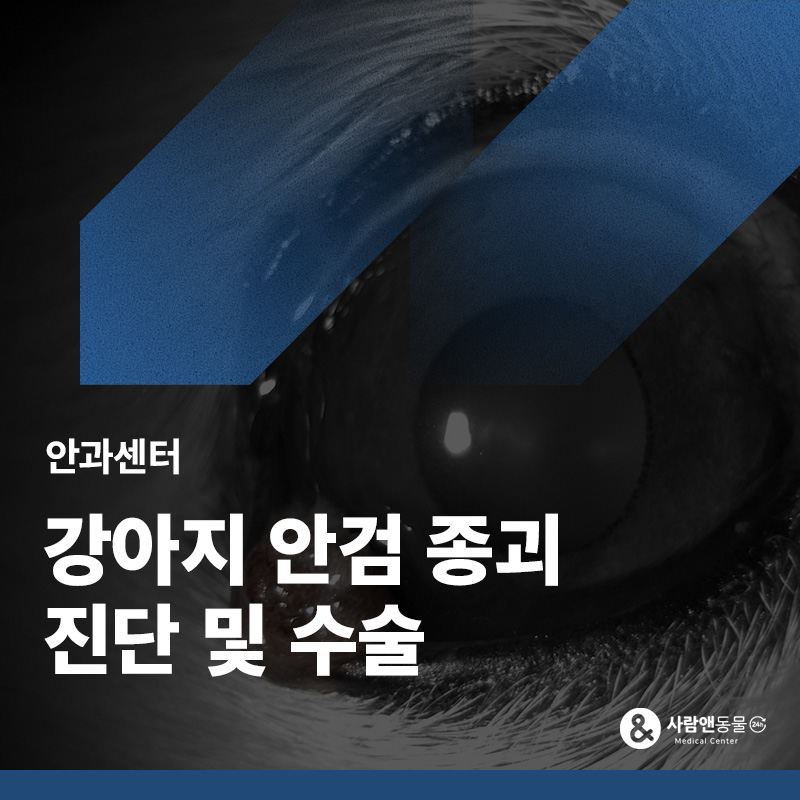[안검종괴] 강아지 눈 아래 다래끼 같은 혹이 커지거나 터졌다면? 안검종괴 원인과 수술적 제거