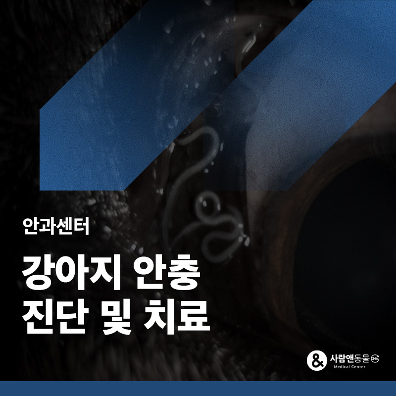 잦은 눈곱과 충혈, 결막염이 아닌 눈 기생충(안충) 때문이라면? 강아지 안충 제거 치료 사례