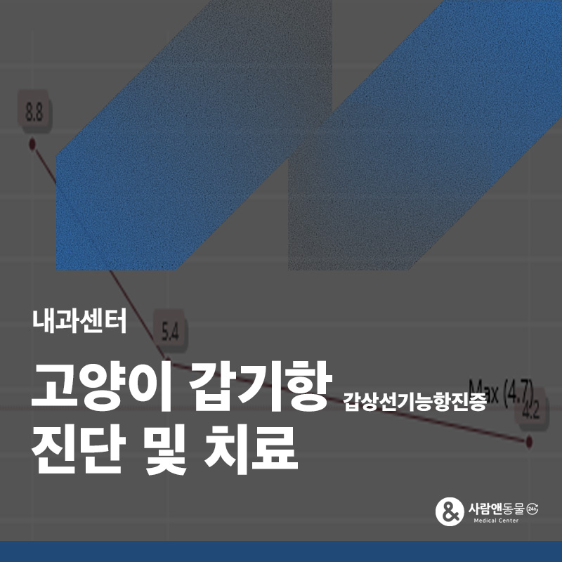 [갑상선기능항진증] 노령묘가 유난히 활력이 넘치고 밤에 잠을 안잔다면? 고양이 갑상선 기능 항진증의 증상과 진단