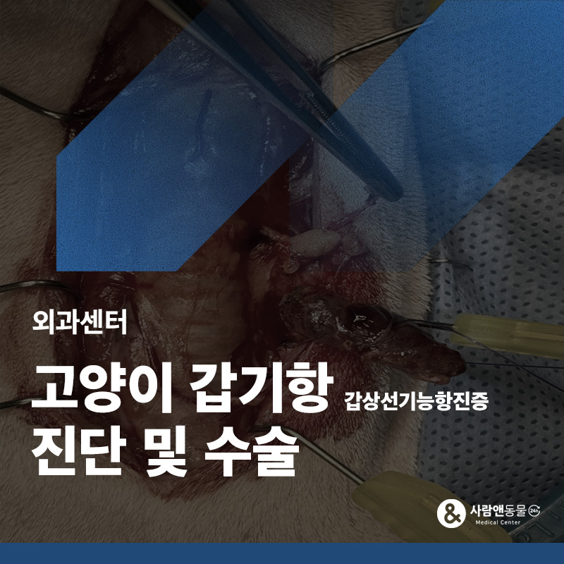 [고양이갑상선] 약물 치료로 잡히지 않는 고양이 갑상선 기능 항진증, 갑상선 절제 수술 사례