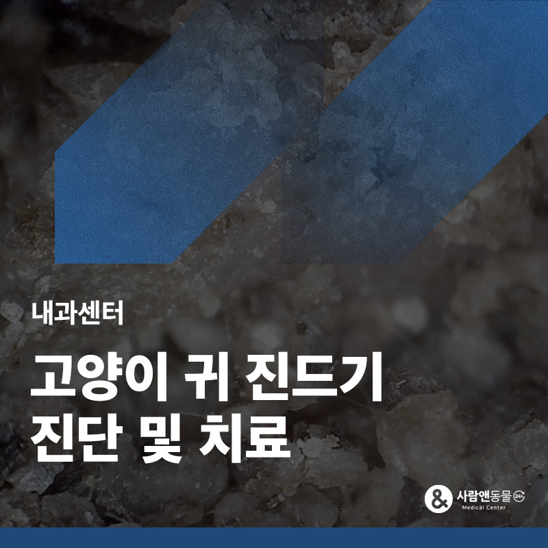 귀에서 검은 가루가 나와요, 고양이 귀진드기(외이염) 치료 사례