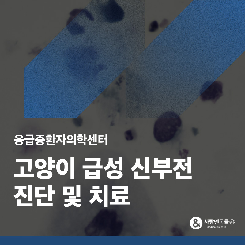 사료를 잘 안먹고 구토를 해요, 고양이 급성신부전(AKI) 치료 사례
