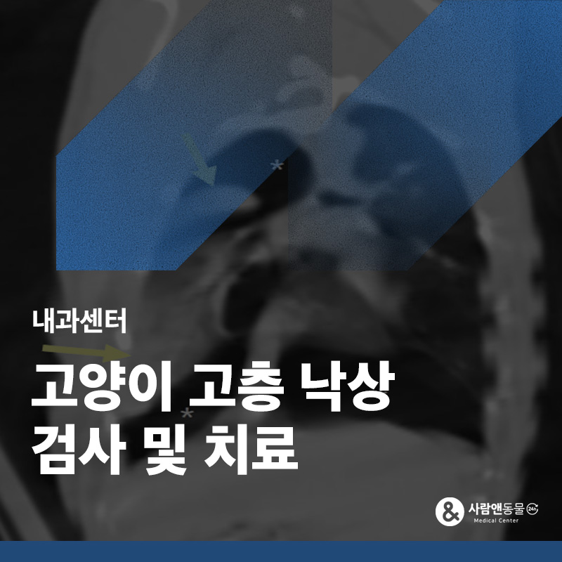 고양이 고층 낙상 사고 후 호흡이 이상하다면? 기흉 진단 및 입원 치료 사례