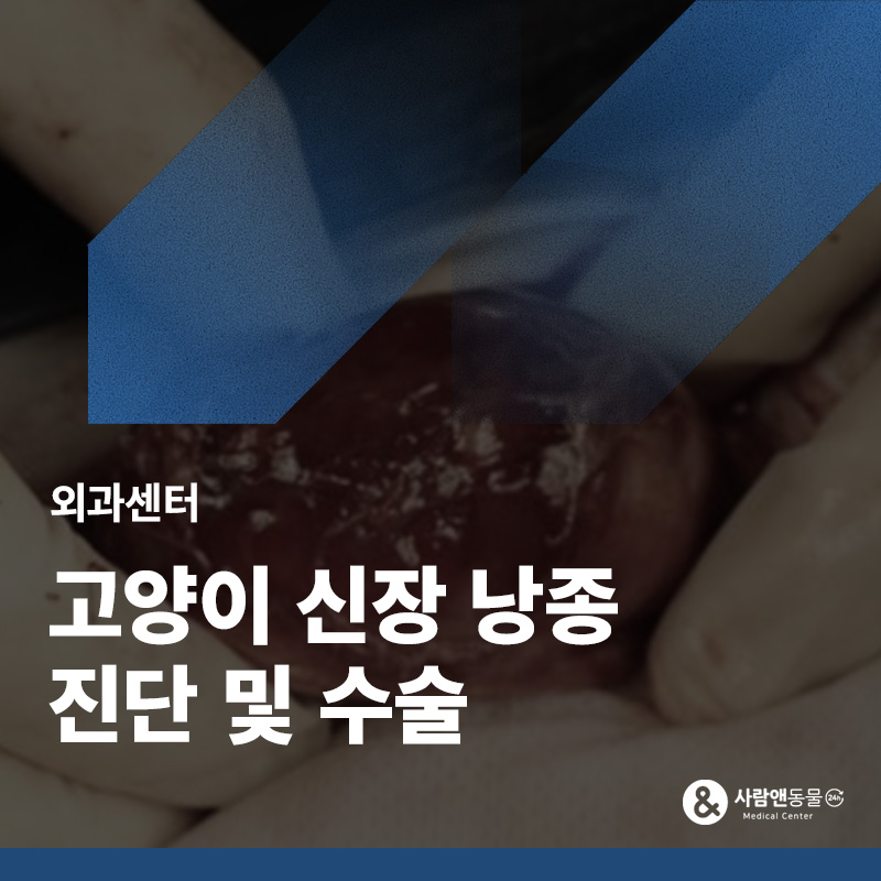 배가 볼록하게 나와요, 고양이 신장 낭종(Cyst) 수술 사례
