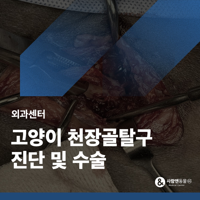 고양이 천장골 탈구 증상과 수술, 외출 후 다리를 쓰지 못하고 누워있다면?