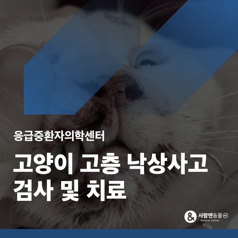 고층에서 떨어졌어요, 고양이 추락사고 골절 및 기흉 치료 사례