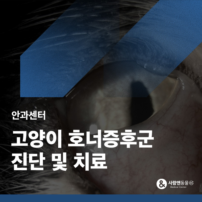 고양이 호너증후군 원인과 증상, 귀 청소 후 눈 이상이 생겼다면?