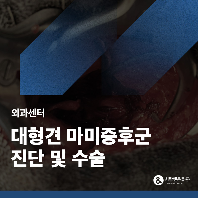 강아지 뒷다리에 힘이 없고 기립 불능이라면? 대형견 마미증후군 수술 사례