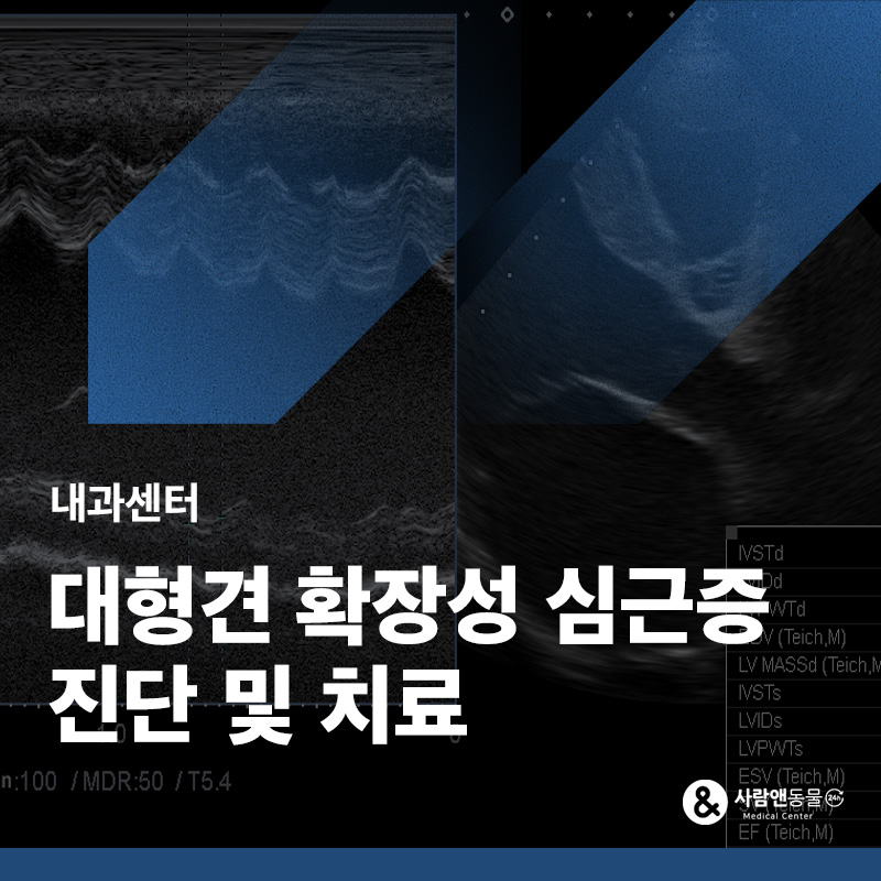기침하고 배가 부풀어요, 대형견 확장성 심근병증(DCM) 치료 사례