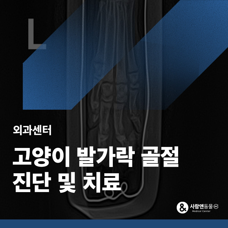 발가락이 문에 끼었어요, 아기 고양이 발가락 골절 붕대 치료 사례