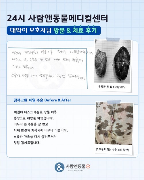 [잠복고환파열] 대박이 보호자님의 소중한 치료 후기