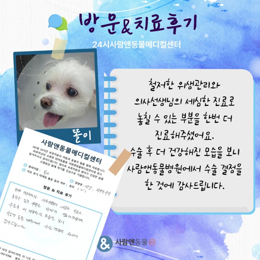 [탈장] 똘이 보호자님의 소중한 치료 후기