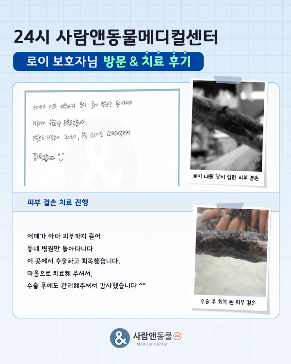 [피부 결손] 로이 보호자님의 소중한 치료 후기