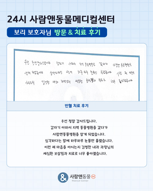 [빈혈] 보리 보호자님의 소중한 치료 후기