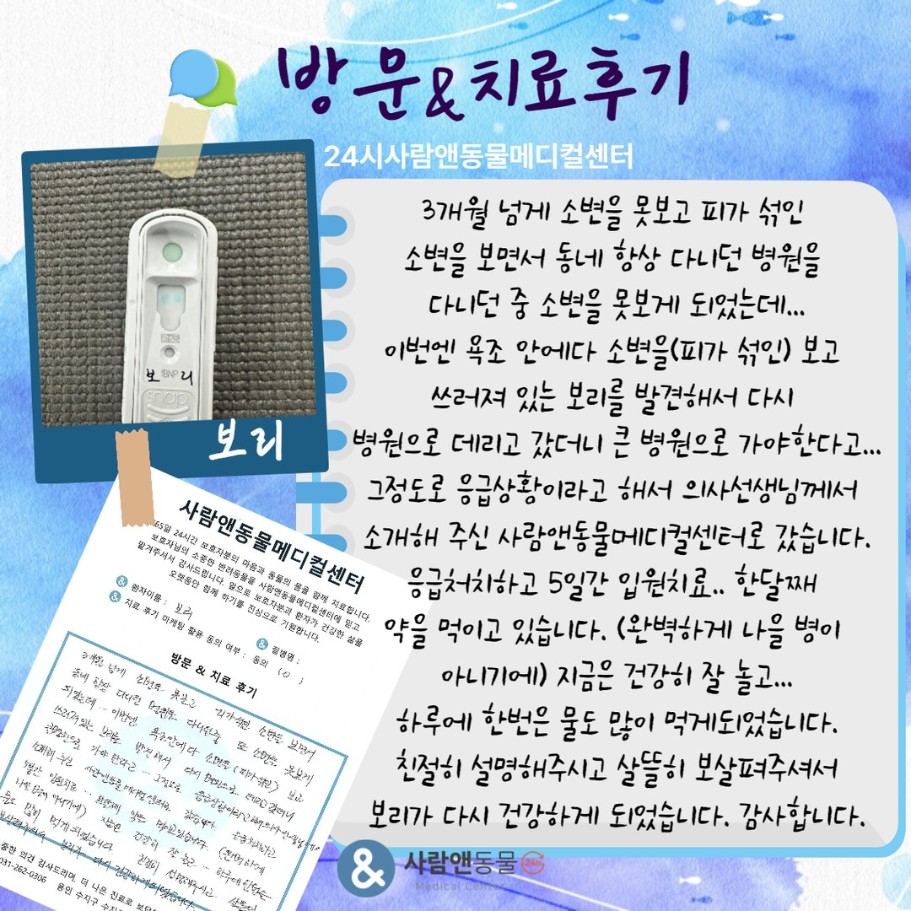 [FLUTD] 보리 보호자님의 소중한 치료 후기