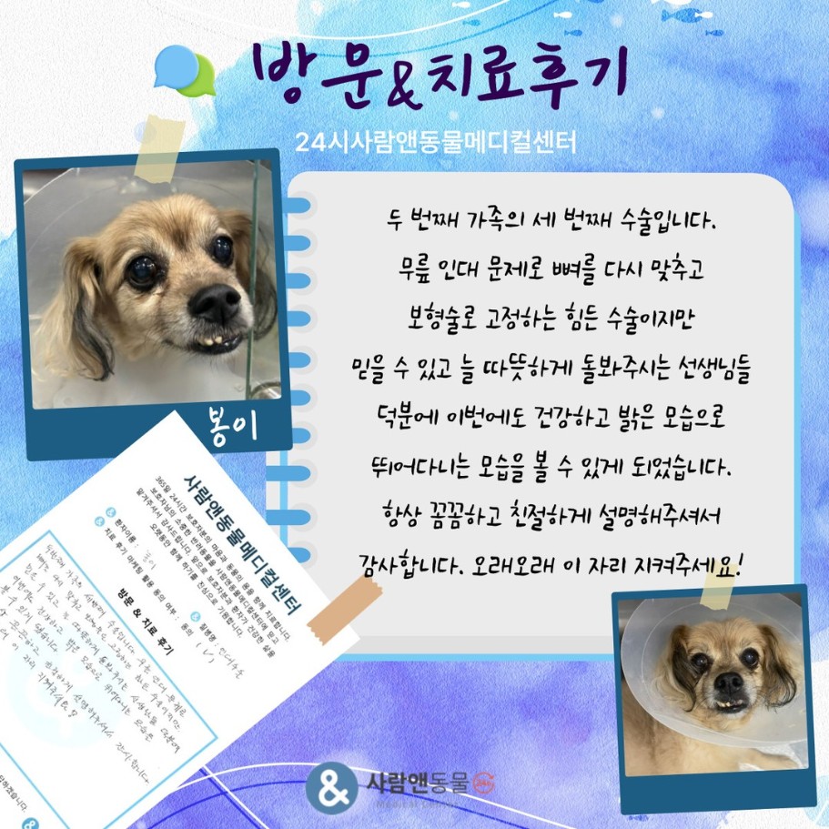 [인대 수술] 봉이 보호자님의 소중한 치료 후기