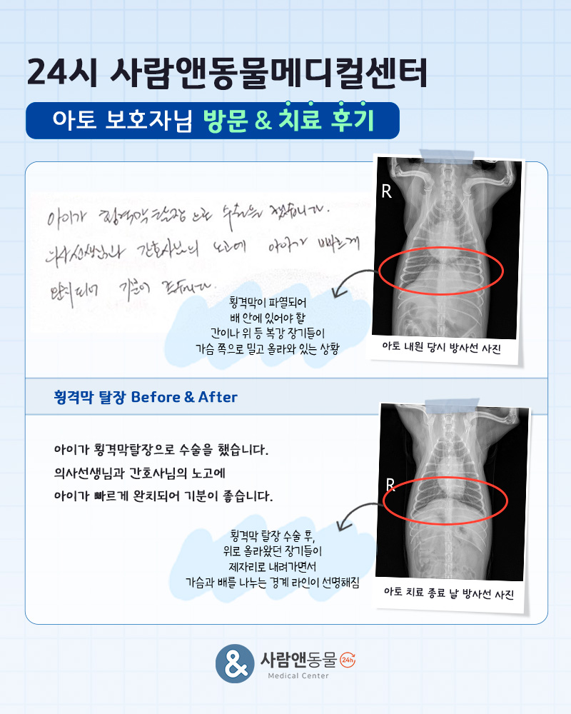 [횡격막탈장] 아토 보호자님의 소중한 치료 후기