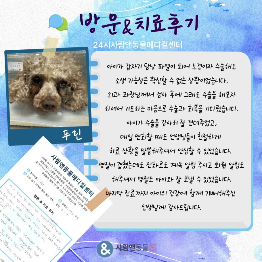[담낭파열] 푸린이 보호자님의 소중한 치료 후기