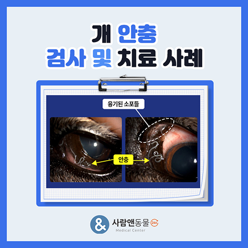 [안충] 강아지 눈에 자주 끼는 노란 눈곱과 충혈, 단순 결막염이 아니라 눈 기생충(안충) 때문일까? 강아지 안충 제거 치료 사례