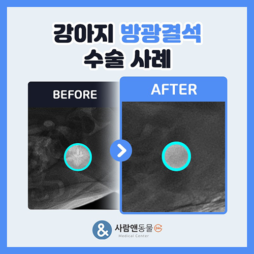[방광결석] 강아지가 지속적인 혈뇨와 빈뇨를 보인다면? 강아지 방광결석의 원인과 수술적 치료법