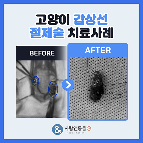 [고양이갑상선] 약물 치료로 잡히지 않는 고양이 갑상선 기능 항진증, 갑상선 절제 수술 사례