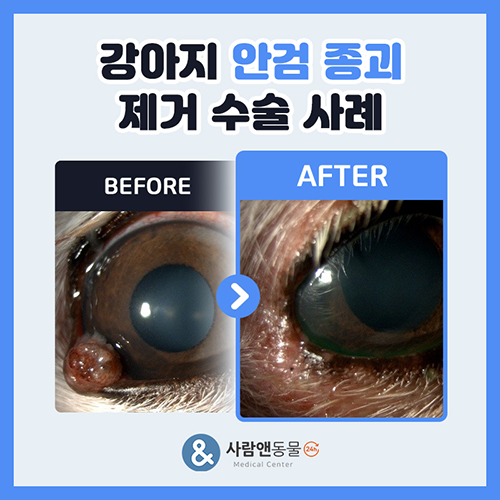 [안검종괴] 강아지 눈 아래 다래끼 같은 혹이 커지거나 터졌다면? 안검종괴 원인과 수술적 제거