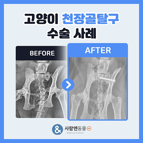고양이 골반 천장골탈구 수술 사례